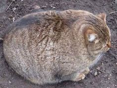 a cat is sitting on the ground looking at something in the dirt near it's mouth