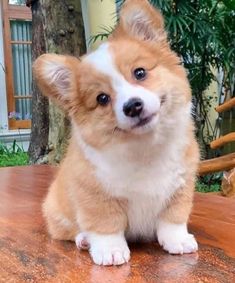 a small brown and white dog sitting on top of a wooden table next to a tree