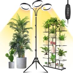 an array of potted plants are shown in front of a yellow background with a black tripod light