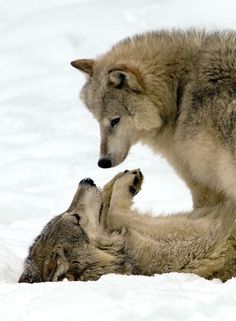 an animal that is laying down in the snow with its head on another animal's back