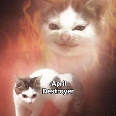 April birthday cat. If it's your birthday month then this is you