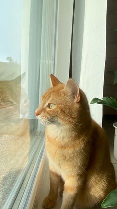 an orange and white cat sitting in front of a window looking out at the outside