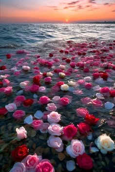 many pink and white flowers floating on top of the water at sunset or dawn in an ocean