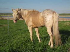 a brown horse standing on top of a lush green grass covered field next to a fence