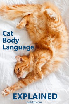 an orange cat laying on top of a white bed next to the words, cat body language explain