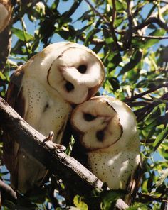 two white owls sitting on top of a tree branch