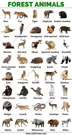 an image of animals that are in the forest and on the ground with words describing their names