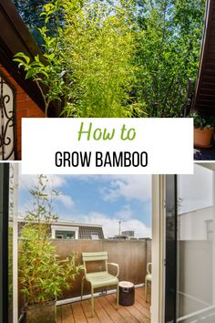 an outdoor deck with chairs and plants in the background text overlay reads how to grow bamboo