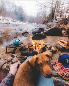 a brown dog sitting on top of a person's lap next to a campfire