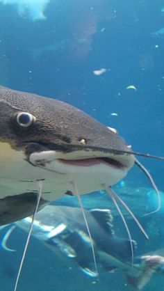 a large shark swimming in the ocean with other fish around it's neck and mouth