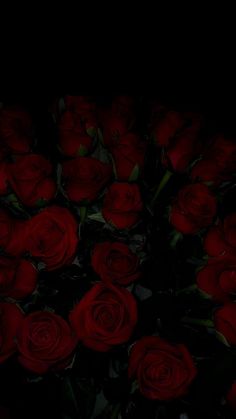 a bunch of red roses in the dark