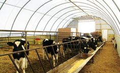 several cows are standing in their pen at the farm