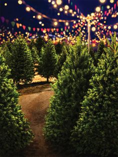 Christmas Tree Lot Night Photography Backdrop - A Christmas tree lot backdrop with glowing holiday lights Christmas Tree Lot, Christmas Tree Lots, Printed Backdrops, Tree Farm, Green Christmas Tree, Christmas Tree Farm, Holiday Memories, Tree Farms, Green Trees