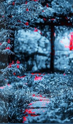 the reflection of trees and bushes in a mirror with red light coming from behind them