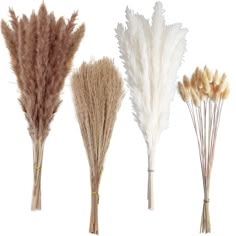 four different types of dried flowers on a white background