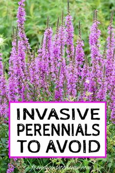 purple flowers with the words invasive perennials to avoid