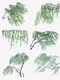 four different types of trees with green leaves on the branches, transparent background png