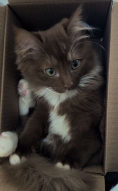 a brown and white cat sitting in a box