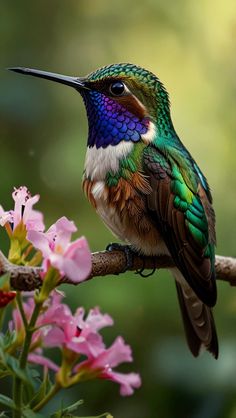 a colorful bird sitting on top of a tree branch next to pink and white flowers