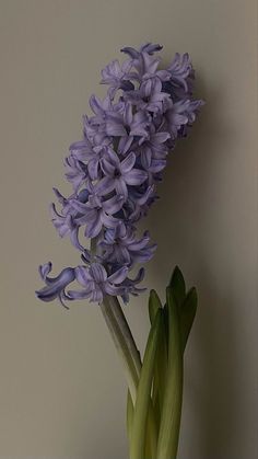 purple flowers are in a vase on a table