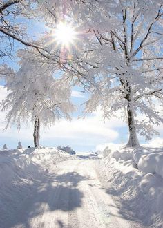 the sun shines brightly through snow covered trees