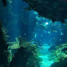 an aquarium filled with lots of different types of fish and algae growing on the rocks