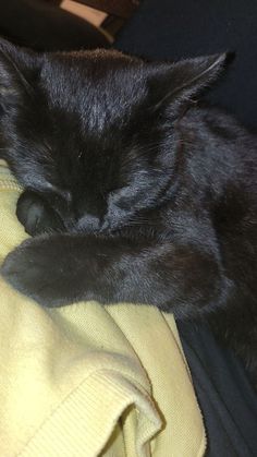 a black cat sleeping on top of a yellow blanket