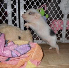 a small rat standing on its hind legs next to a stuffed animal in a cage