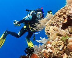 a person scubas in the blue water with corals and other marine life around them