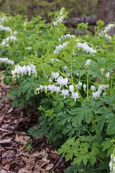 some white flowers and green leaves on the ground