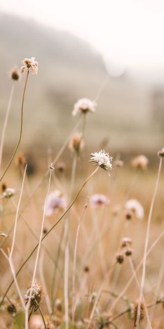 some very pretty flowers in a big grassy field