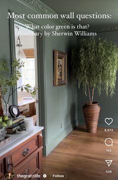 a room with green walls and wooden flooring next to a potted olive tree