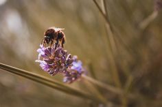 a bee sitting on top of a purple flower