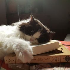 a black and white cat laying on top of two books