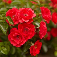 red flowers are blooming in the garden