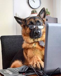 a dog wearing glasses sitting in front of a laptop computer