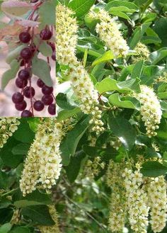 some white flowers and green leaves on a tree