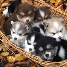 several puppies are in a basket on the ground