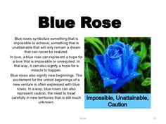 a blue rose is featured in the article, impossibleible, unintentable, caution