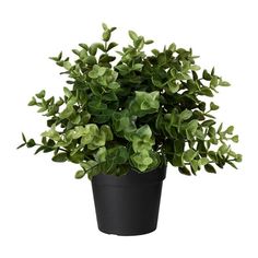 a potted plant with green leaves on a white background