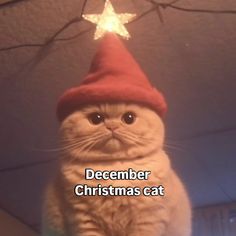 a white cat wearing a red christmas hat with a star on it's head