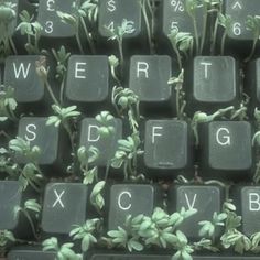 an old computer keyboard with some plants growing out of it's backlit keys