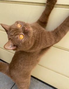 a brown cat standing on its hind legs and reaching up to the wall with it's front paws