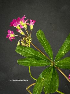 pink flowers with green leaves on black background