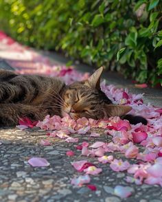 a cat laying on the ground next to pink flowers