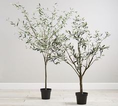 two potted trees in front of a white wall