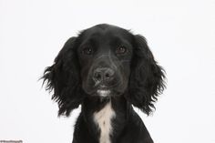 a black and white dog looking at the camera