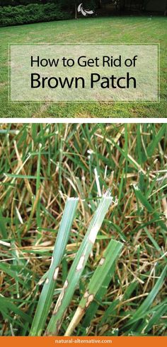 how to get rid of brown patch grass