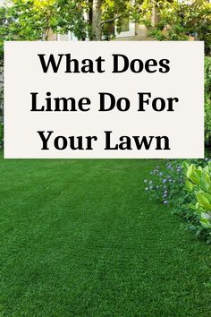 what does lime do for your lawn Lime For Lawns, Benefits Of Lime, Dog Lawn, Lawn Problems, Lawn Repair