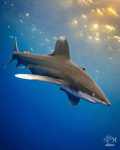 a large shark swimming in the ocean